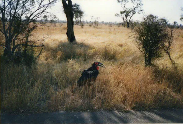 Kruger National Park - [url=http://en.wikipedia.org/wiki/Southern_Ground-hornbill]Southern Ground-hornbill[/url]