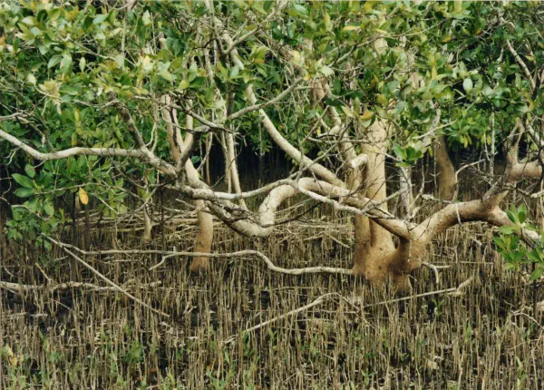 Mangrove