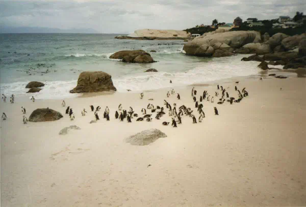 Gentoo pinguins near Cape of Good Hope