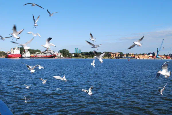 Seagulls flying alongside the ferry to Neringa peninsula