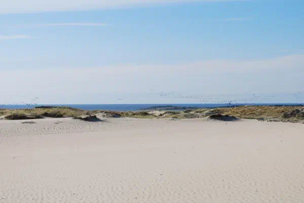 A flock of birds flying next to Parnidis dune