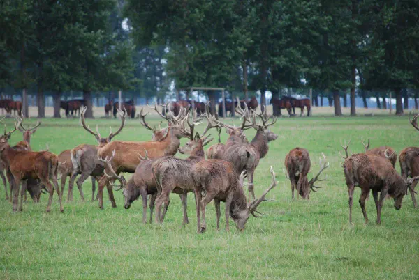 Some deer next to the road on our way to Latvia