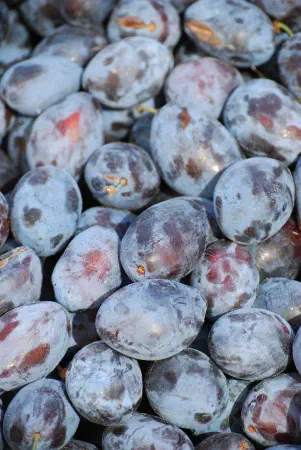 Prunes