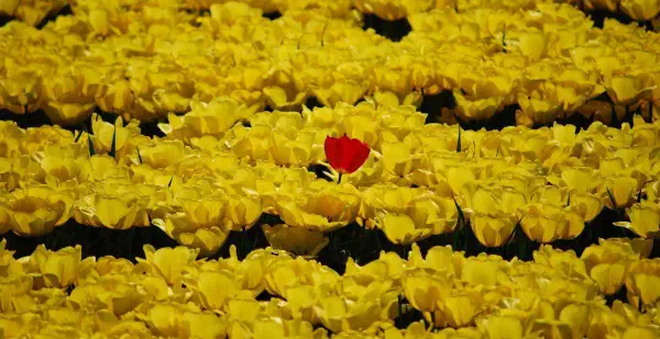 A red tulip in a yellow tulip field or the other way around? In several tulip fields I saw something similar and for some reason the one that stood out was also just a bit taller than the rest.