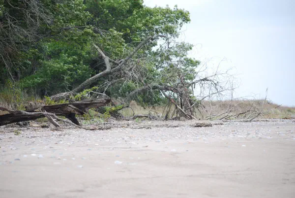 At the beach of Rondeau Provincial Park, ON, Canada
