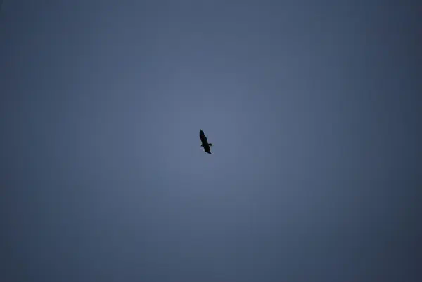 Bird of prey circling above Rondeau Provincial Park