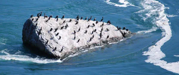 Great Cormorants