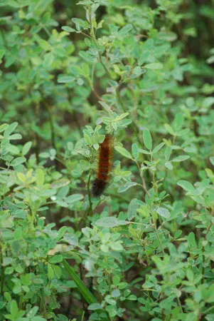 A catterpillar in Pointe Mouillee