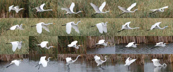 Collage of a great egret