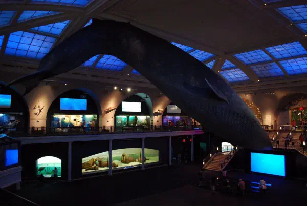 Blue whale @AMNH