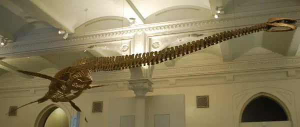 Plesiosaurus @AMNH