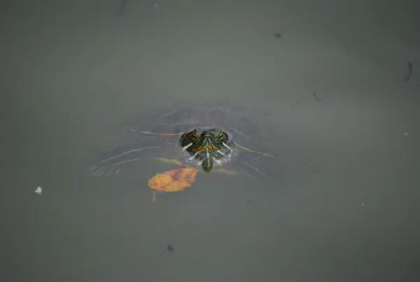 A painted turtle swimming in The Lake at Central Park