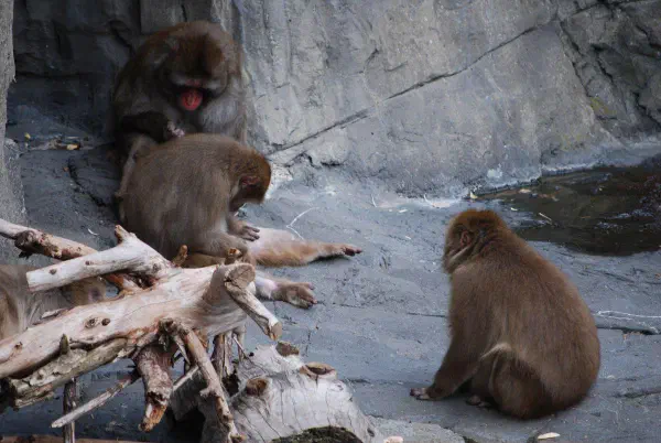 Snow monkeys at Central Park Zoo