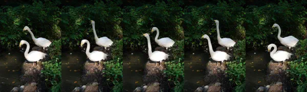 Collage of two trumpeter swans trumpeting