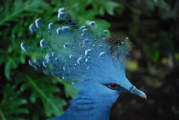 Victoria crowned pigeon at Central Park Zoo