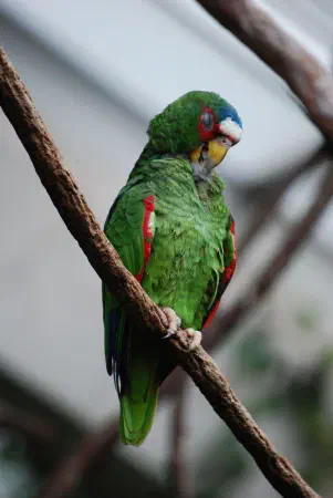 White fronted amazon parrot at Central Park Zoo