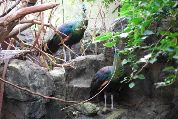 Peacocks at Central Park Zoo