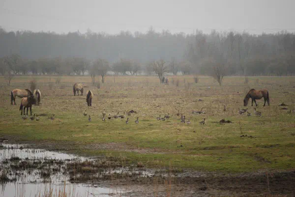 Konik horses (Konikpaarden), Greater White-fronted (Kolganzen) and Greylag geese (Grauwe ganzen)