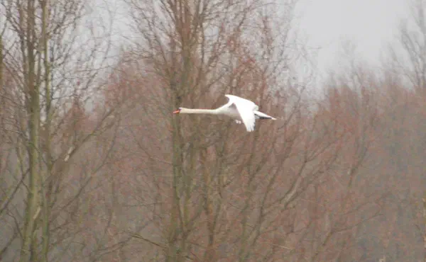 Mute swan flying by