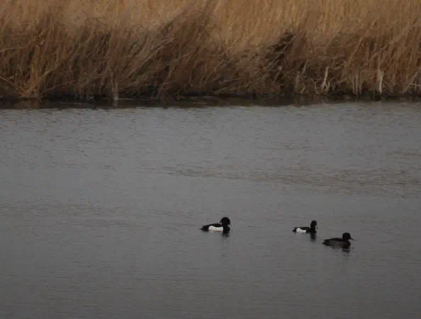 Two male and one female Tufted ducks (Kuifeenden)