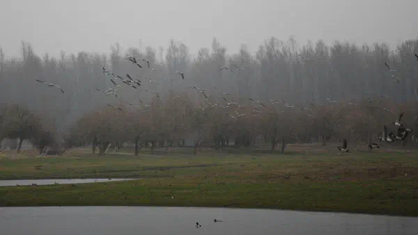 A flock of Barnacle geese (Brandganzen)