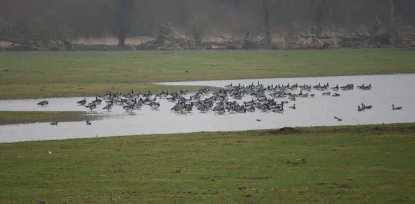 Mostly Barnacle geese