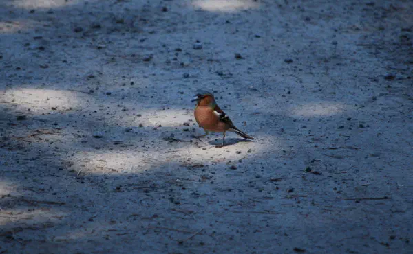 Common chaffinch