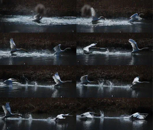 Two male mute swans fighting for territory