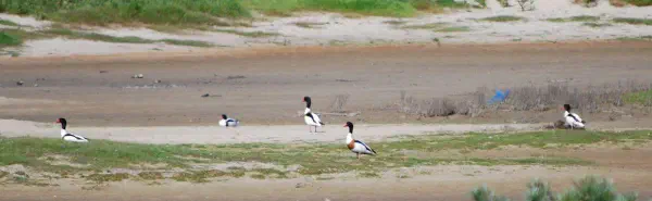 A flock of common shelducks (bergeend)