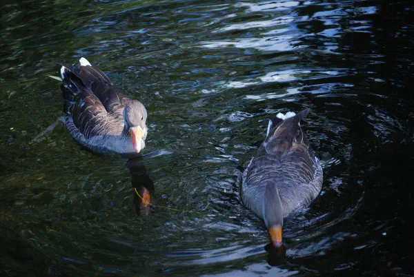 Greylag geese