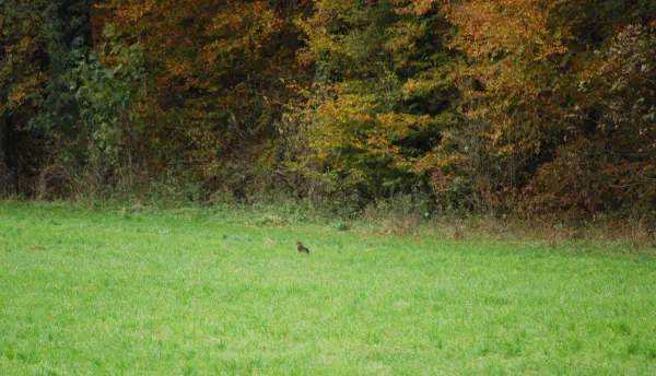 Some type of cat strolling through the field
