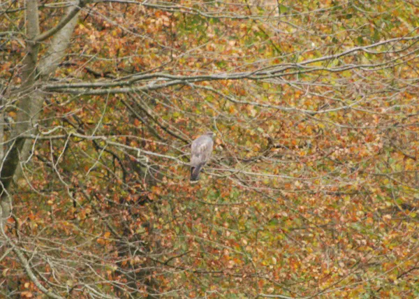 Common buzzard