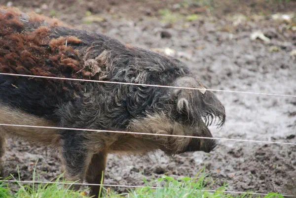 Mangalitsa; either Luise or Pauline