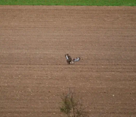 Two common buzzards