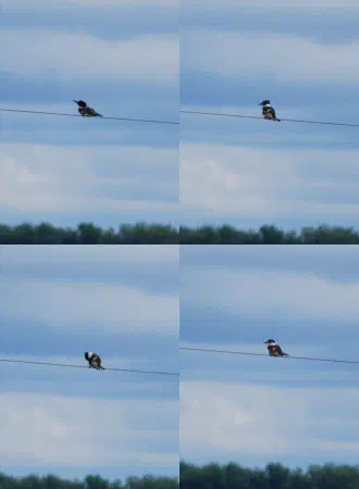 Compilation of a belted kingfisher (bandijsvogel)