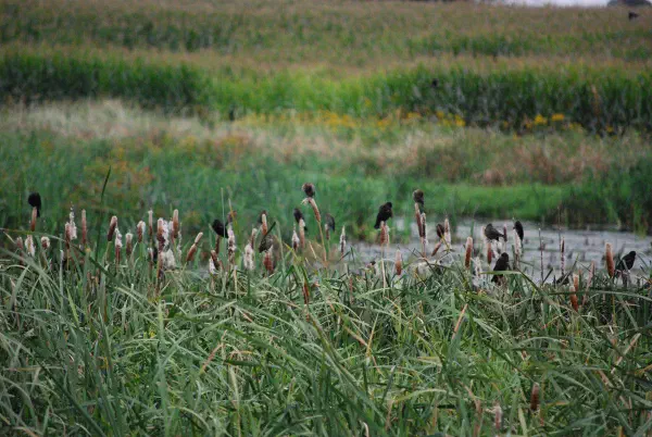 Red-winged blackbirds (epauletspreeuw)