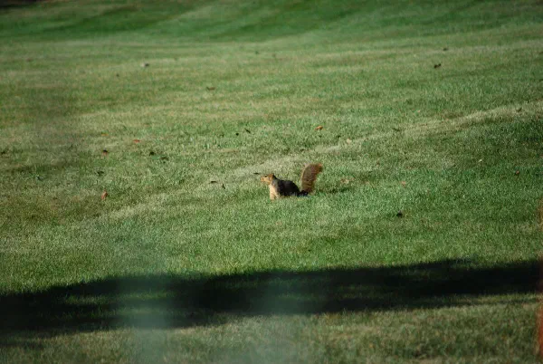 Eastern gray squirrel