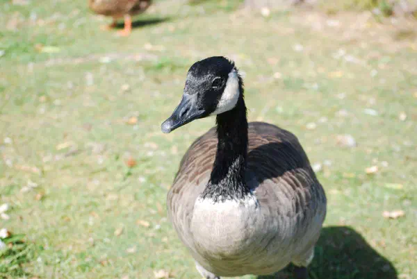 Canada goose (canadese gans)