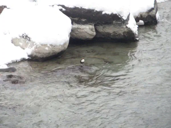 White-throated Dipper