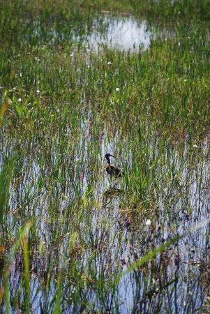 Glossy ibis (zwarte ibis)