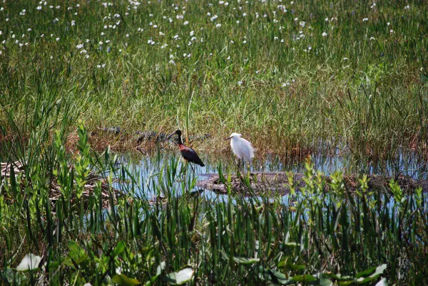 Glossy ibis and snowy egret (kleine zilverreiger)