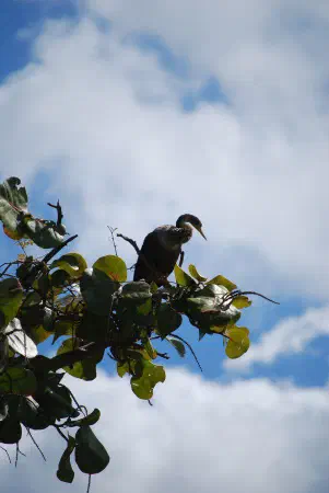 Anhinga (slangenhalsvogel)