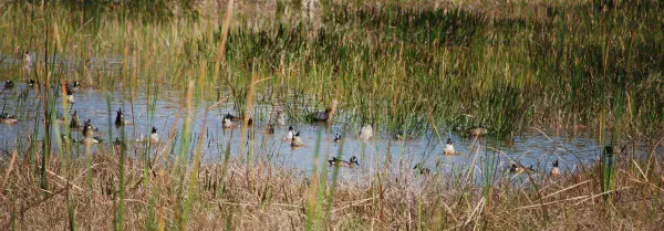 Blue-winged teals (blauwvleugeltaling) and probably an American coot in the middle at the back