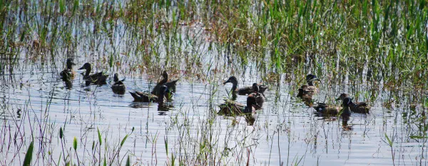 Blue-winged teals, green-winged teals (Amerikaanse wintertaling) (male and female)