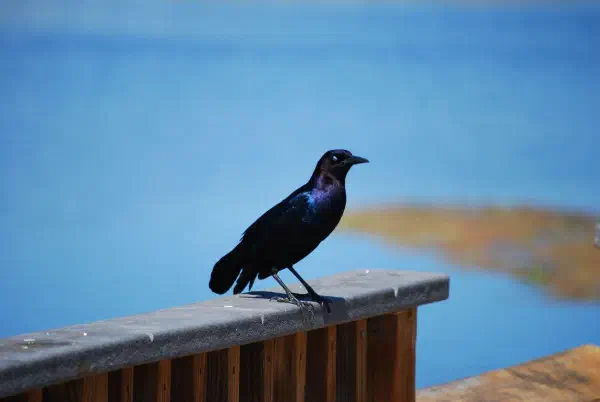 Boat-tailed grackle showing it