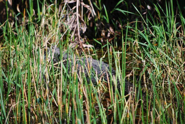 Very difficult to spot amongst the tall grass but we managed to find several gators, turtles and fish.