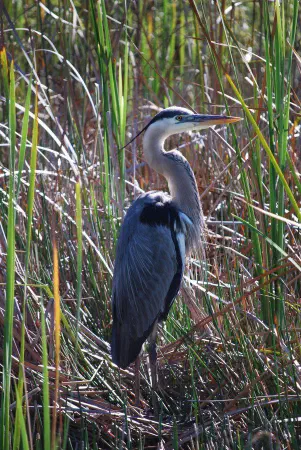 A great blue heron posing for a good shot