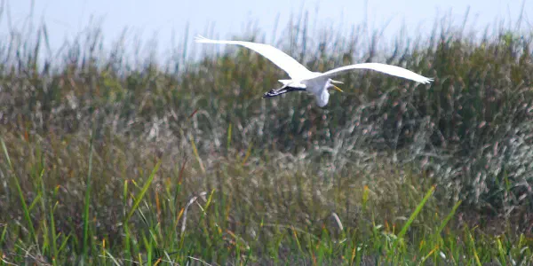 Great egret scared away by the noice of the airboat