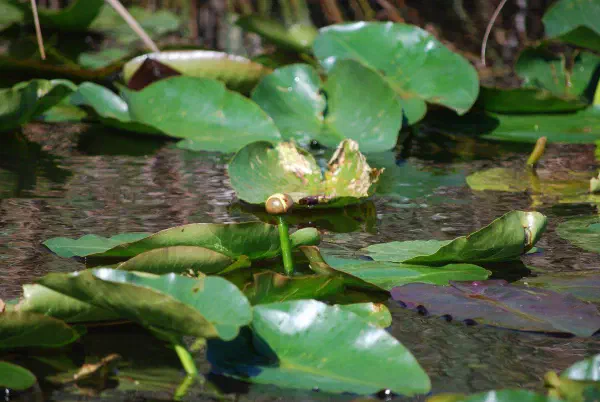 Inside the leafs of these water lilies live small worms...