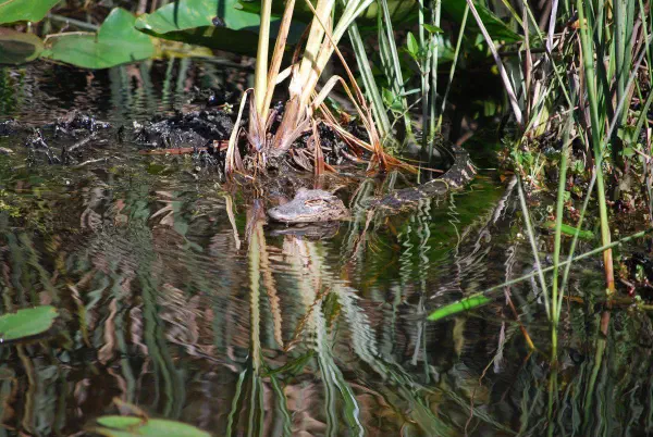 Young alligator on the loose!